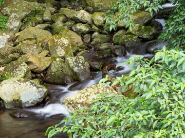 Yeşil ormandaki taşların üzerindeki yeşil yosunlar küçük şelaleli bir nehirde..