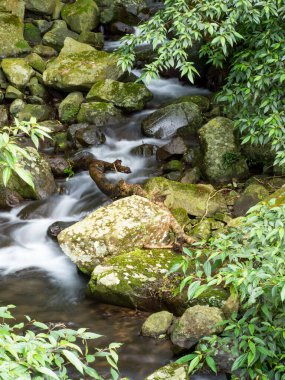 Yeşil ormandaki taşların üzerindeki yeşil yosunlar küçük şelaleli bir nehirde..