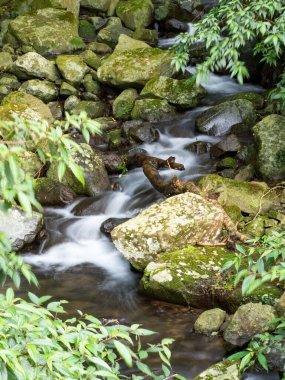 Yeşil ormandaki taşların üzerindeki yeşil yosunlar küçük şelaleli bir nehirde..