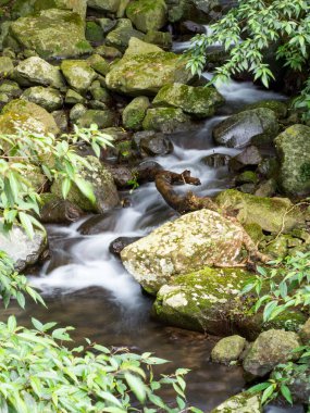 Yeşil ormandaki taşların üzerindeki yeşil yosunlar küçük şelaleli bir nehirde..