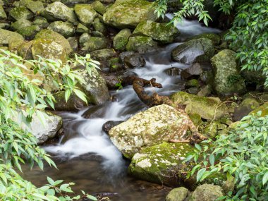 Yeşil ormandaki taşların üzerindeki yeşil yosunlar küçük şelaleli bir nehirde..