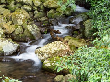 Yeşil ormandaki taşların üzerindeki yeşil yosunlar küçük şelaleli bir nehirde..