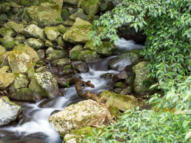 Yeşil ormandaki taşların üzerindeki yeşil yosunlar küçük şelaleli bir nehirde..