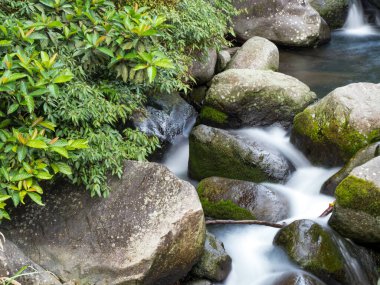 Yeşil ormandaki taşların üzerindeki yeşil yosunlar küçük şelaleli bir nehirde..