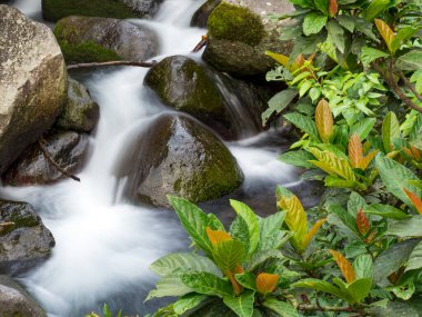 Yeşil ormandaki taşların üzerindeki yeşil yosunlar küçük şelaleli bir nehirde..