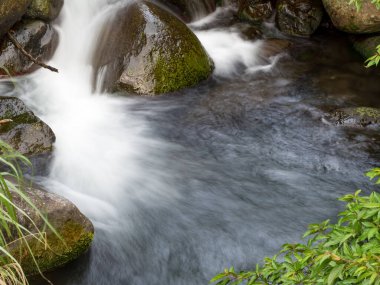 Yeşil ormandaki taşların üzerindeki yeşil yosunlar küçük şelaleli bir nehirde..