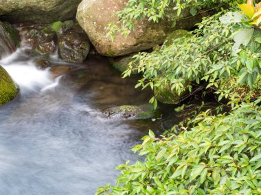Yeşil ormandaki taşların üzerindeki yeşil yosunlar küçük şelaleli bir nehirde..