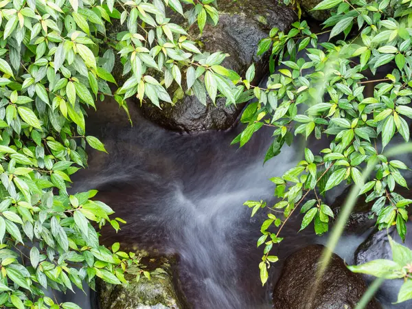 Musgo Verde Sobre Las Piedras Sobre Río Bosque Muy Verde —  Fotos de Stock