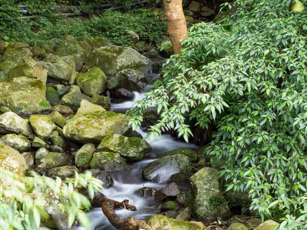 Yeşil ormandaki taşların üzerindeki yeşil yosunlar küçük şelaleli bir nehirde..