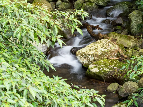 Yeşil ormandaki taşların üzerindeki yeşil yosunlar küçük şelaleli bir nehirde..