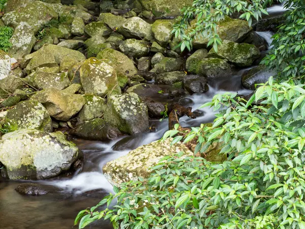 Yeşil ormandaki taşların üzerindeki yeşil yosunlar küçük şelaleli bir nehirde..