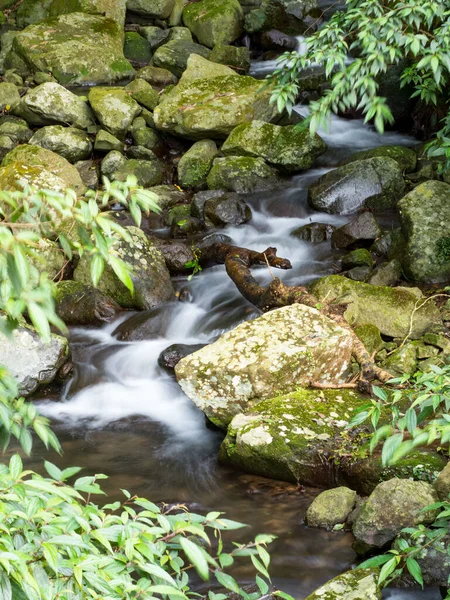 Yeşil ormandaki taşların üzerindeki yeşil yosunlar küçük şelaleli bir nehirde..