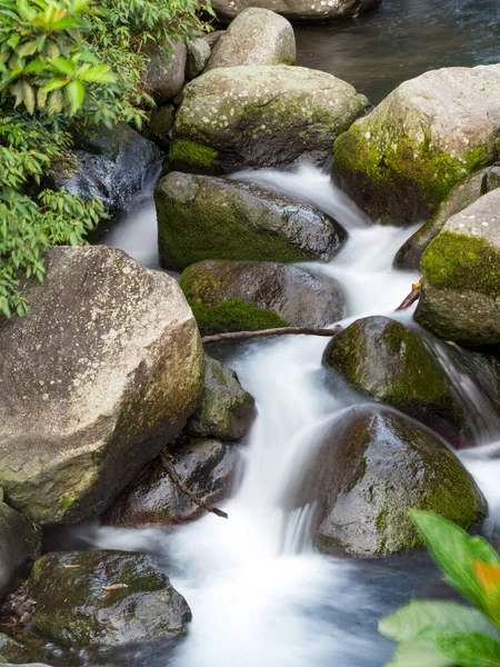Yeşil ormandaki taşların üzerindeki yeşil yosunlar küçük şelaleli bir nehirde..