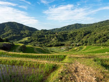 Tayvan 'da pirinç tarlaları.