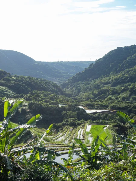 Rice Field Terraces Taiwan — Stock Photo, Image