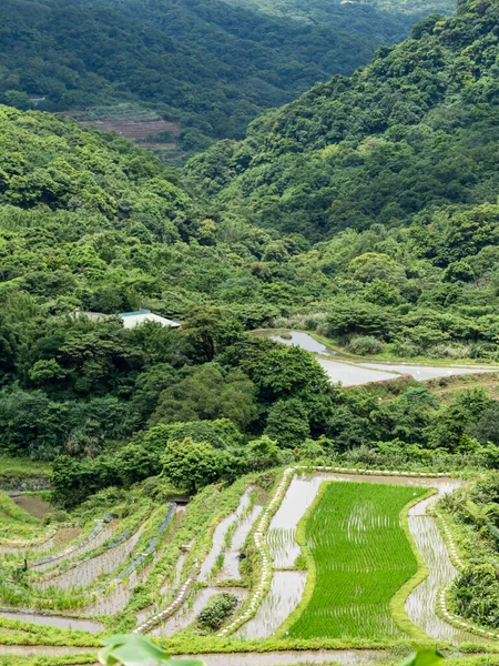 Rice Field Terraces Taiwan — Stock Photo, Image