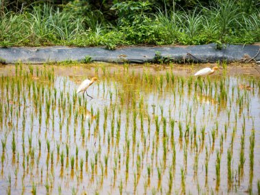 Akbalıkçıl (Bubulcus ibis), doğal bir geçmişi olan pirinç tarlasında yiyecek arar..