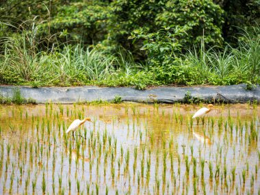 Akbalıkçıl (Bubulcus ibis), doğal bir geçmişi olan pirinç tarlasında yiyecek arar..