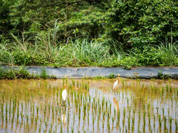 Akbalıkçıl (Bubulcus ibis), doğal bir geçmişi olan pirinç tarlasında yiyecek arar..