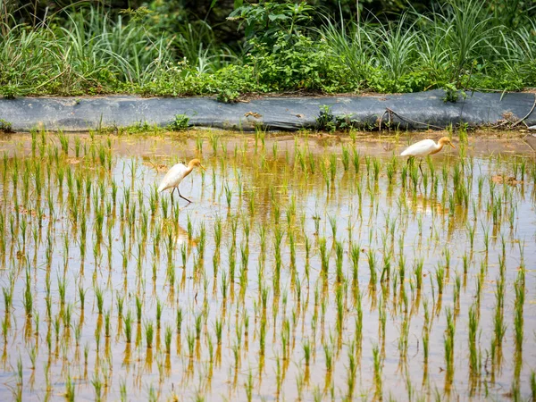 Akbalıkçıl (Bubulcus ibis), doğal bir geçmişi olan pirinç tarlasında yiyecek arar..