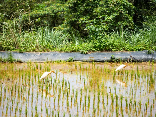 Akbalıkçıl (Bubulcus ibis), doğal bir geçmişi olan pirinç tarlasında yiyecek arar..