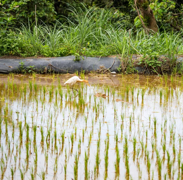 Akbalıkçıl (Bubulcus ibis), doğal bir geçmişi olan pirinç tarlasında yiyecek arar..