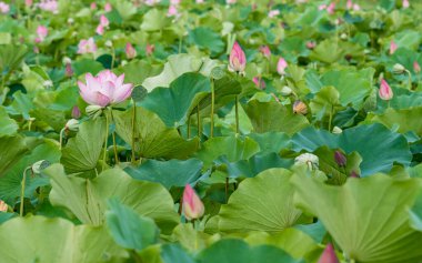 Pembe nilüfer çiçeği bulanık arkaplanlı gölde çiçek açıyor.