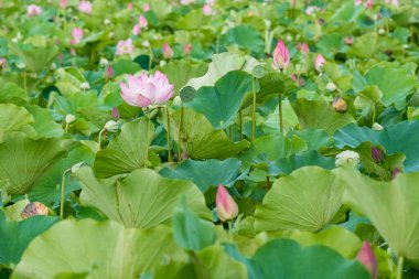 Pembe nilüfer çiçeği bulanık arkaplanlı gölde çiçek açıyor.
