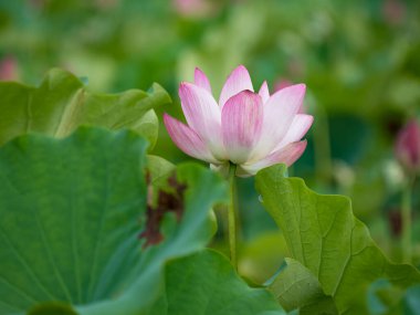 pink lotus flower blooming in pond with blurry background