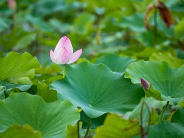 pink lotus flower blooming in pond with blurry background