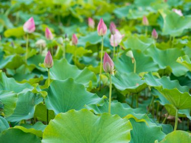 Pembe nilüfer çiçeği bulanık arkaplanlı gölde çiçek açıyor.