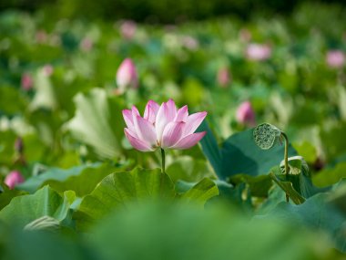 Pembe nilüfer çiçeği bulanık arkaplanlı gölde çiçek açıyor.