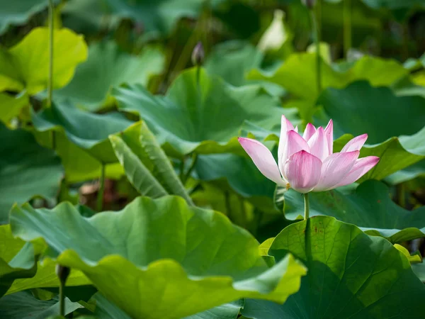 Pink Lotus Flower Blooming Pond Blurry Background — Fotografie, imagine de stoc