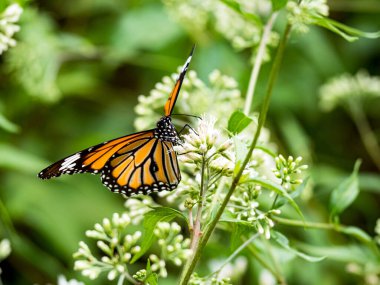 Bahçedeki beyaz bir çiçekte kelebek