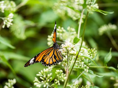Bahçedeki beyaz bir çiçekte kelebek