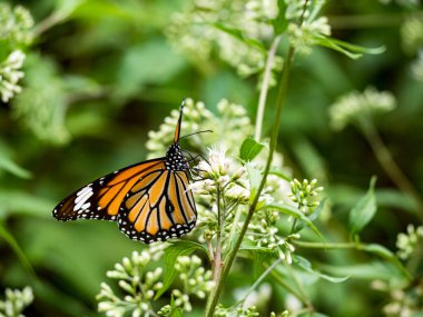 Bahçedeki beyaz bir çiçekte kelebek