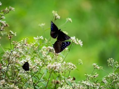Bahçedeki beyaz bir çiçekte kelebek