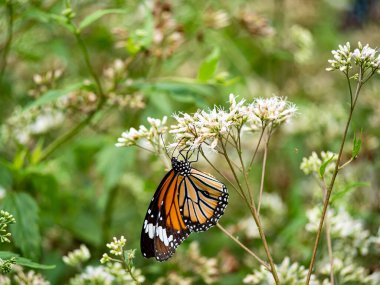 Bahçedeki beyaz bir çiçekte kelebek