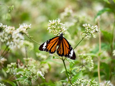 Bahçedeki beyaz bir çiçekte kelebek