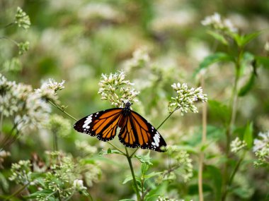Bahçedeki beyaz bir çiçekte kelebek