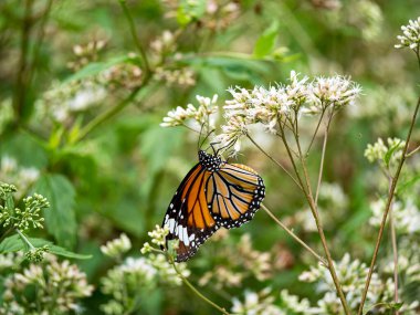 Bahçedeki beyaz bir çiçekte kelebek