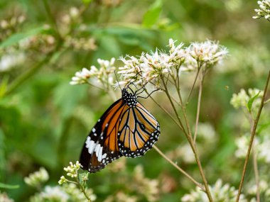Bahçedeki beyaz bir çiçekte kelebek