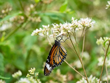 Bahçedeki beyaz bir çiçekte kelebek