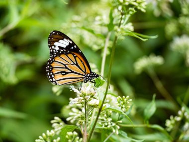 Bahçedeki beyaz bir çiçekte kelebek