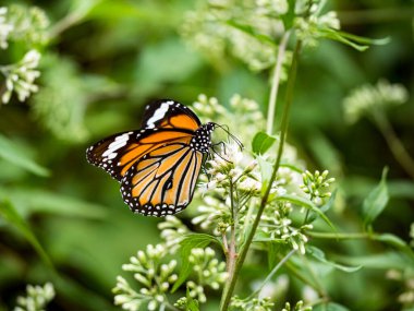 Bahçedeki beyaz bir çiçekte kelebek