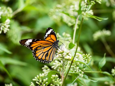 Bahçedeki beyaz bir çiçekte kelebek