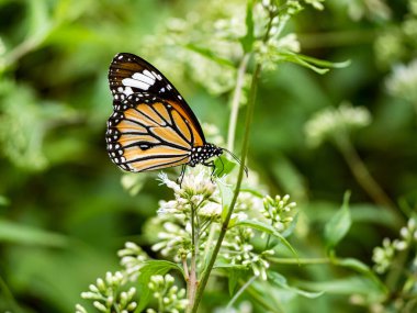 Bahçedeki beyaz bir çiçekte kelebek