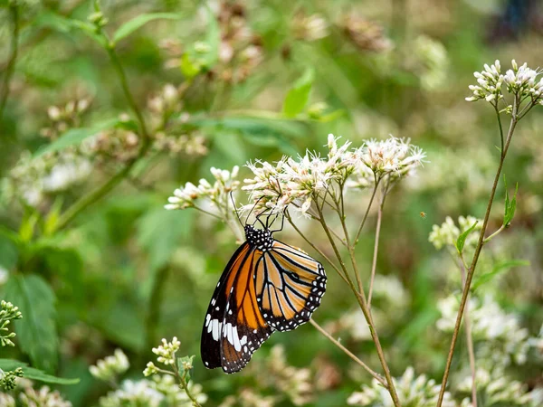 Bahçedeki beyaz bir çiçekte kelebek