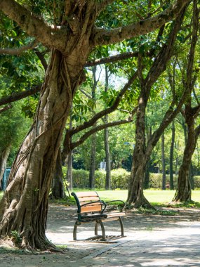 Public park in summer, green alley, footpath and old-fashioned wooden bench in the shade of trees, sunny day.