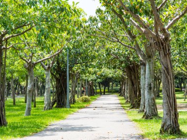 Parkta ağaçlar olan yeşil bir sokak.